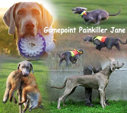 TR. CH. gamepoint Painkiller jane