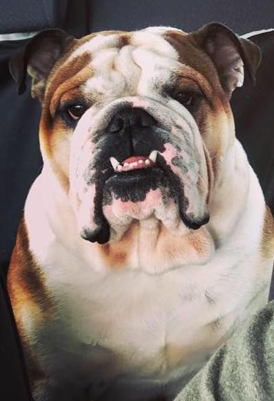 New yoda De La Maison D'izzie