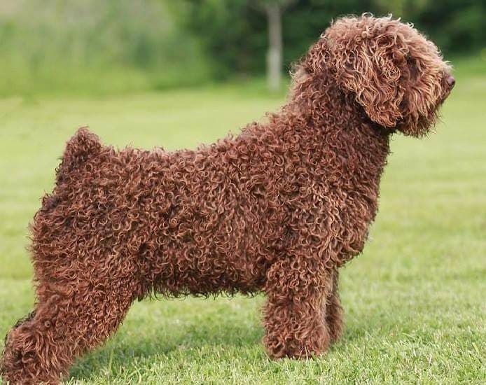 CH. del tibio Ch bart simpson