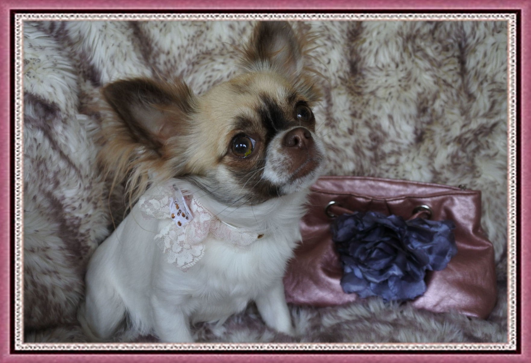 Publication : Of Elderflower Cottage