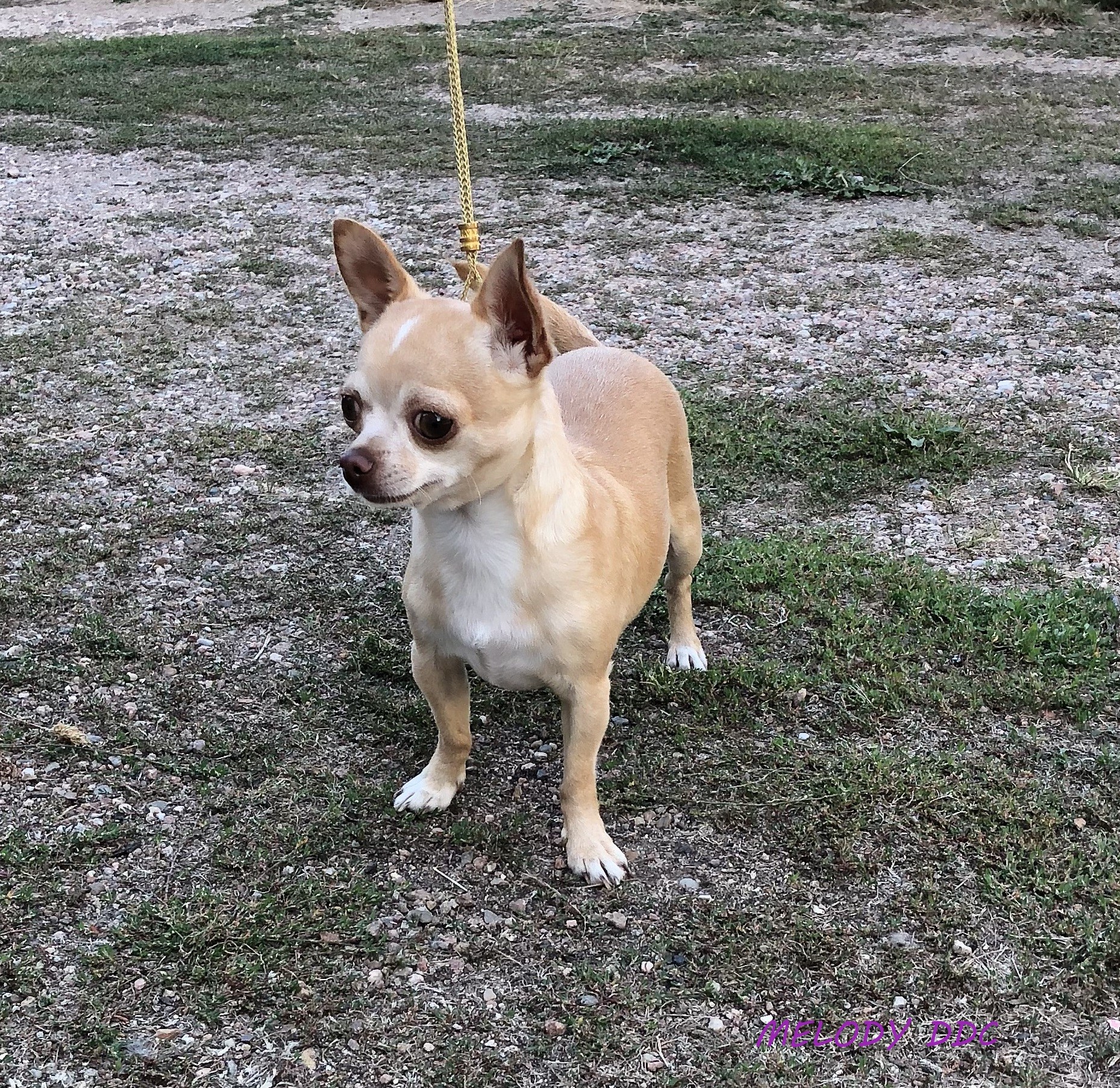 Publication : Du Domaine Des Cassanos Auteur : Valérie BEURET - DDC