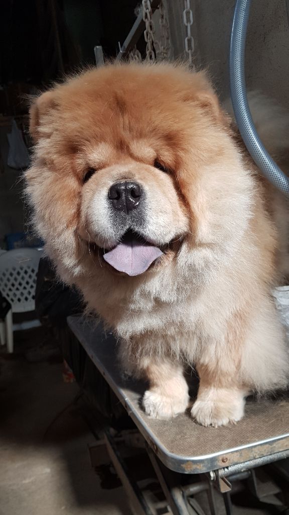 Publication : des préludes du chassignolan Auteur : Des Préludes Du Chassignolan. 