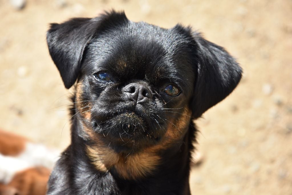 Publication : du Domaine des Cotieres