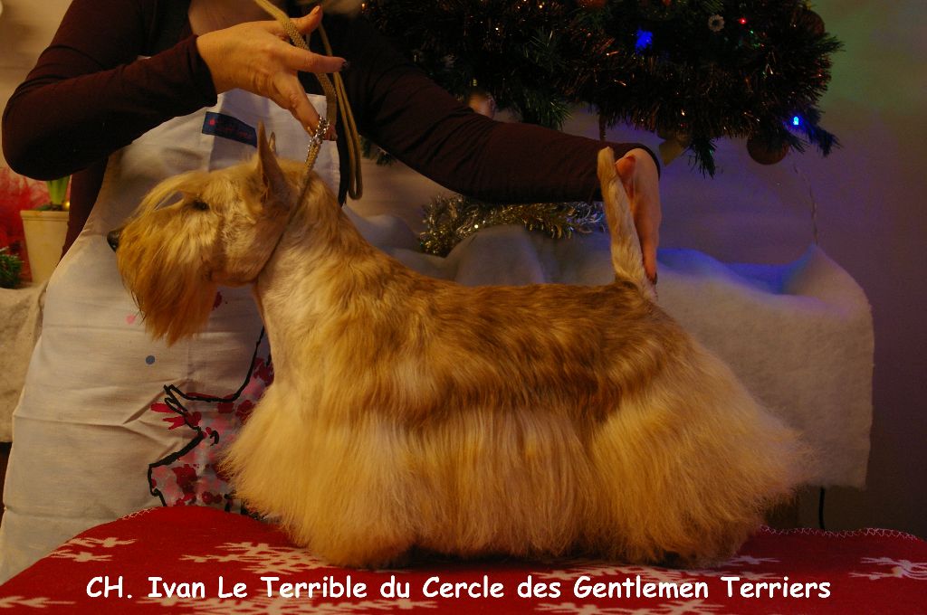 CH. Ivan le terrible du cercle des gentlemen terriers