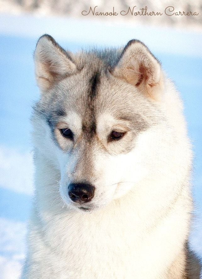 CH. nanook's Northern carrera