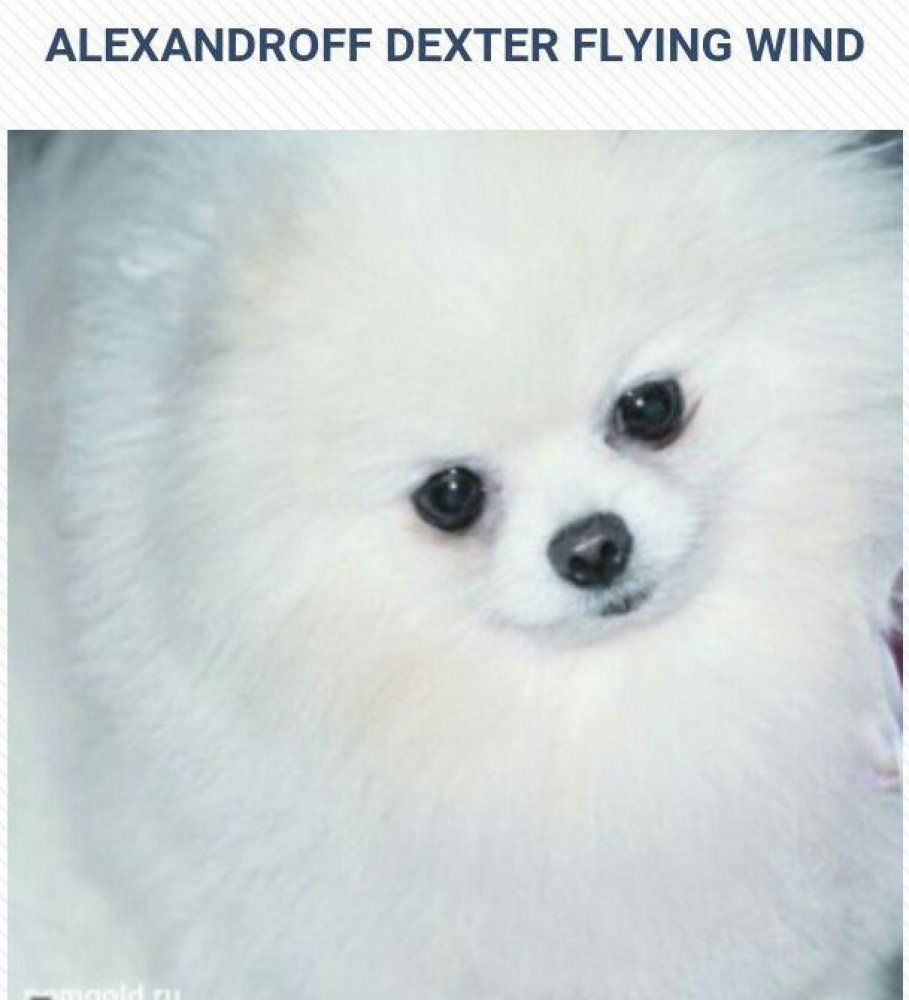 CH. Alexandroff Dexter flying wind