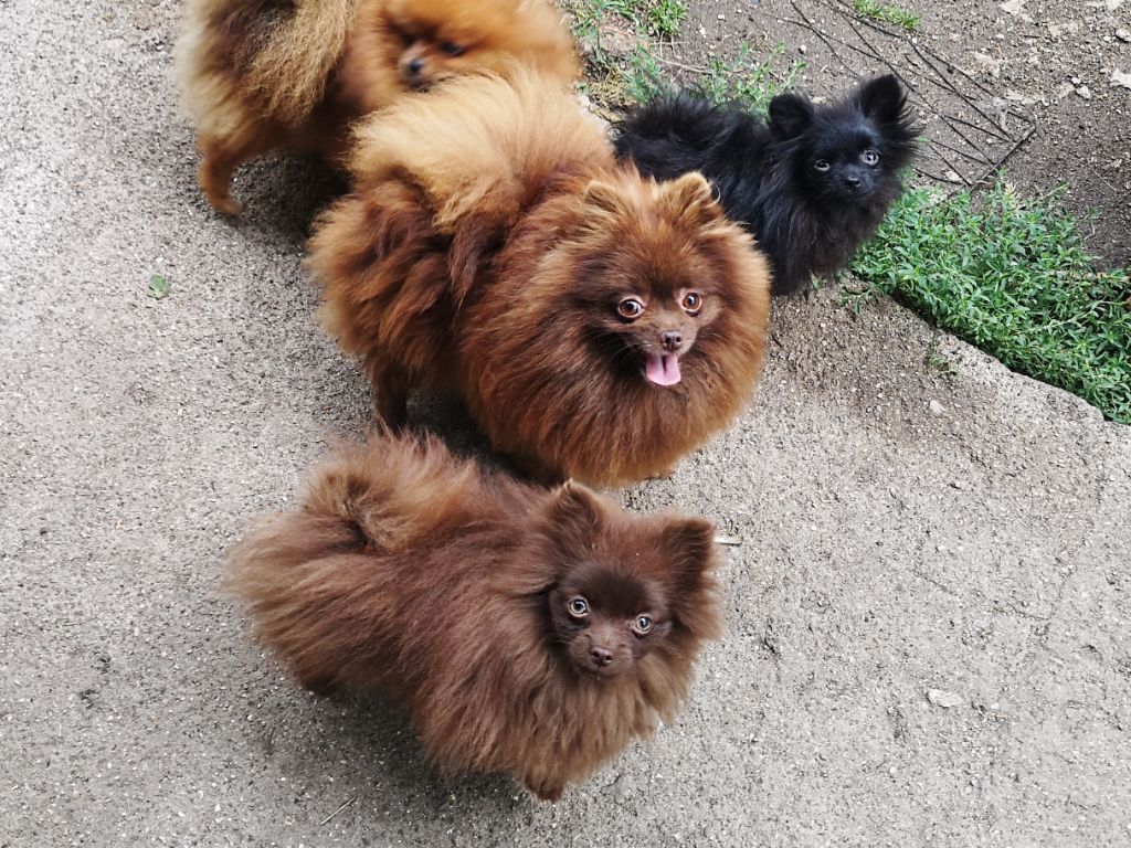 Jolie bou'bouille De La Beauté Française