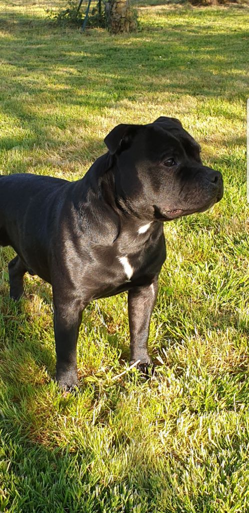 Publication : Lotus Black Angel