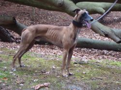 CH. Xantho-vulture van de spaarne meute