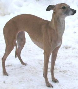 Inline ze spingbart gou