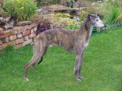 CH. zorneagle's Farlapp