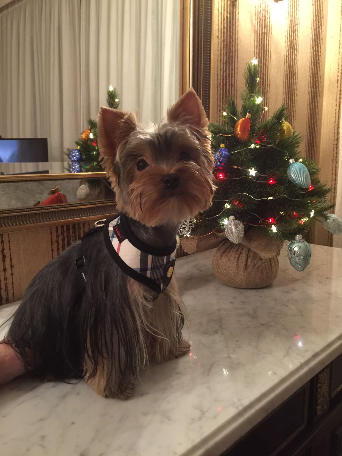 Publication : of American Feeling Auteur : Fred corsica