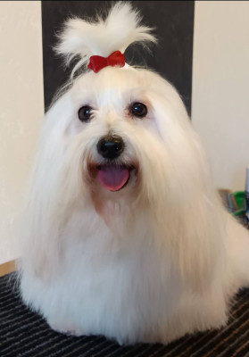 Étalon Coton de Tulear - Oasis dream belle from Candelstick