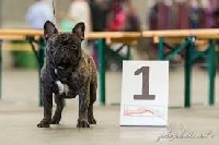 Étalon Bouledogue français - CH. Exclusive Bull Melvin vd mestreechteneerkes