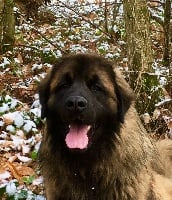 Étalon Leonberger - Mouf des Neuf Grains d'Or