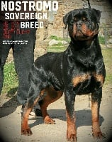 Étalon Rottweiler - Nostromo Sovereign Breed