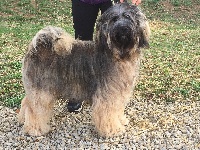 Étalon Terrier Tibetain - Nice clan de lis 2 gibson Du clan de lis