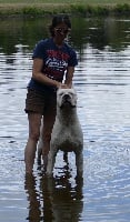 Étalon Dogo Argentino - Chavez espiritu greco