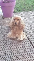 Étalon Cocker Spaniel Anglais - Mèden Âgan Machistador