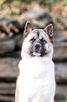 Étalon Akita americain - Nikita Of Iron Duck