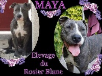 Étalon American Staffordshire Terrier - Maya du Rosier Blanc
