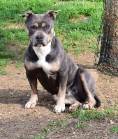 Étalon American Staffordshire Terrier - Mam'sell jaya De L'Empreinte De Dog'star
