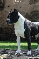 Étalon American Staffordshire Terrier - CH. Manjifik Aik royal montenégro
