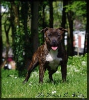 Étalon American Staffordshire Terrier - Lexie Of Dakota Black Hills