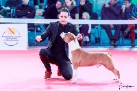 Étalon American Staffordshire Terrier - Jww.magic king of ring's