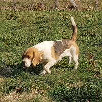 Étalon Beagle - Nevada des molieres d'amont