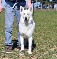 Étalon Berger Blanc Suisse - Mouna du paradis boupi