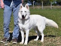 Étalon Berger Blanc Suisse - Ondine Du Domaine De Mazières