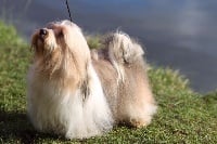 Étalon Bichon Havanais - CH. Lutino de la Tour de Senlis