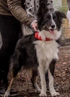 Étalon Border Collie - Lycka De l'airial du bosque