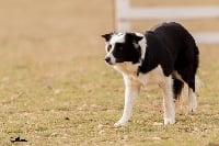 Étalon Border Collie - Jaya Du Trident De Valfred