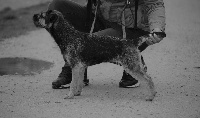 Étalon Border Terrier - Navy blue D'imyrrha