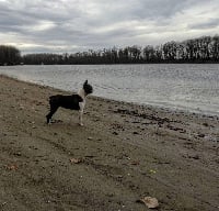 Étalon Boston Terrier - CH. Fanta von kucuraberg