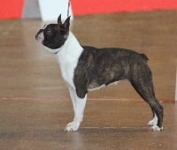 Étalon Boston Terrier - CH. Nee sous une bonne etoile Du grand fresnoy