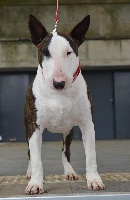 Étalon Bull Terrier - Onyx de la Yourte O'Bull