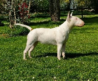 Étalon Bull Terrier - One shot Deiz Al Lid