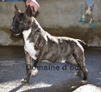 Étalon Bull Terrier Miniature - CH. Myster new big bang du Domaine d'Odin