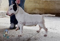 Étalon Bull Terrier Miniature - Icare love spirit du Domaine d'Odin