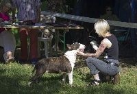 Étalon Bull Terrier - Nacra lou Prouvencaou