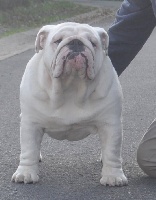 Étalon Bulldog Anglais - britcherst dog Elliot