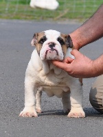 Étalon Bulldog Anglais - Thalea Bulls Happy