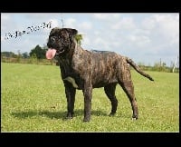 Étalon Bullmastiff - Miss du domaine de bac de louc