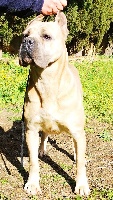 Étalon Cane Corso - Greta (Sans Affixe)