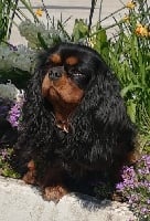 Étalon Cavalier King Charles Spaniel - Jade De la magie d'orient