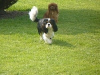 Étalon Cavalier King Charles Spaniel - Ouper (Sans Affixe)