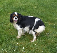 Étalon Cavalier King Charles Spaniel - Nessie de la plaine du Jaelma